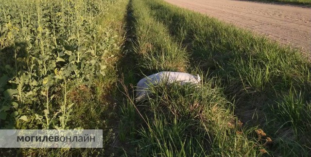 ´Когда любовь заканчивается пакетом´. Как в Могилеве хоронят домашних питомцев, чем это опасно и сколько стоит попрощаться с...