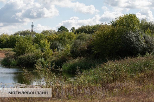 ´Когда любовь заканчивается пакетом´. Как в Могилеве хоронят домашних питомцев, чем это опасно и сколько стоит попрощаться с...
