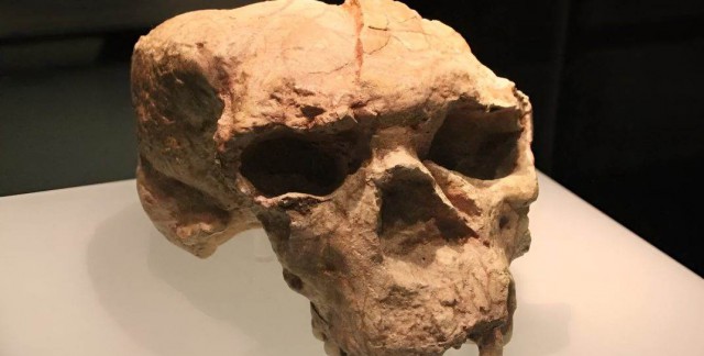 Реконструкция древнего китайского черепа может переписать историю ´человека разумного´. Что выяснили палеонтологи?