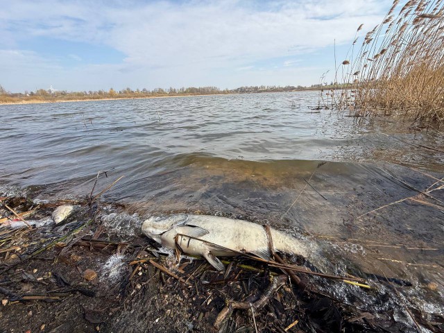 О гибели рыбы в водоемах: причина установлена, ситуация на контроле.