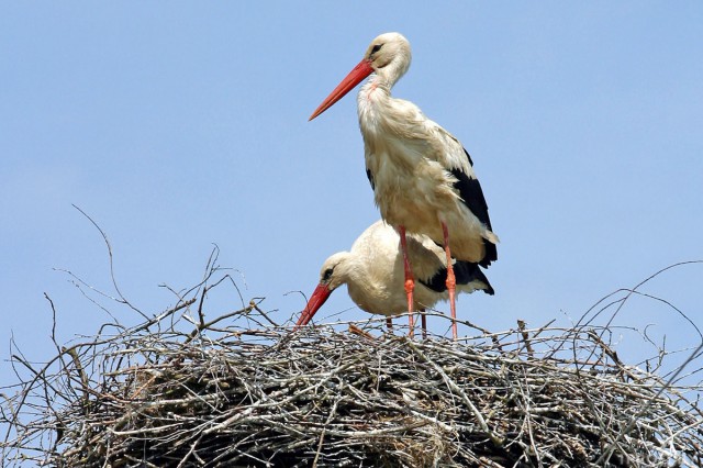 Погода 10 апреля в Могилевской области.