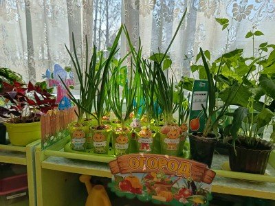 Огород на окошке детского сада.