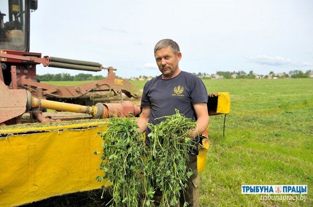 У ´Гіганце´ нарыхтоваюць травяны корм.