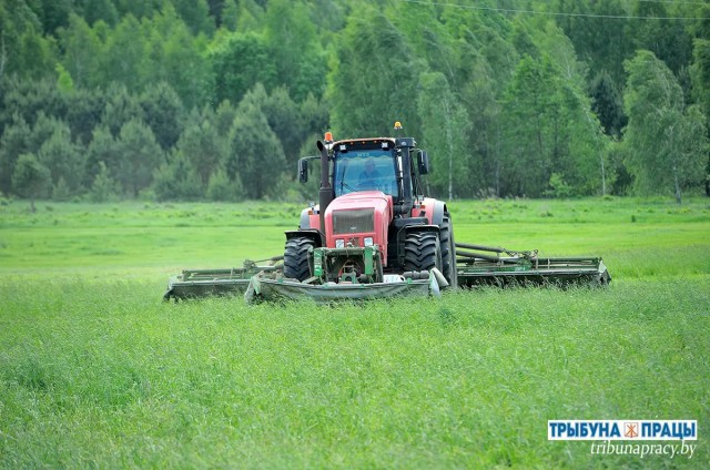 ´Агракамбінат Бабруйскі´ ключыся касавіцу.