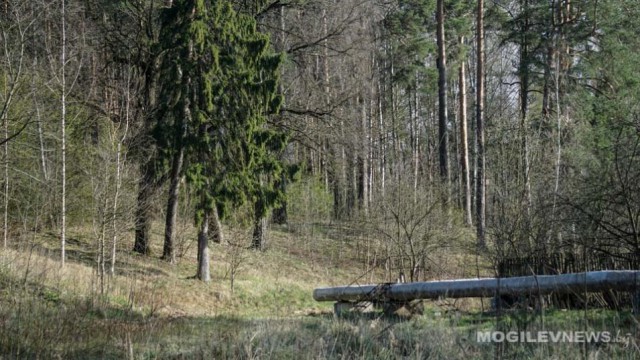 Ограничения на посещение лесов введены почти во всей Могилевской области.