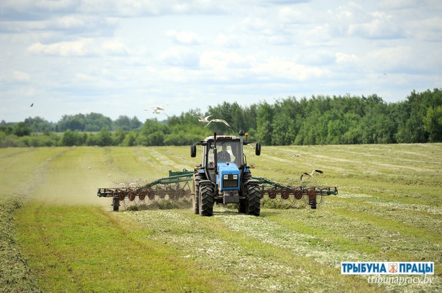 Вядуць нарыхтоку сенажу ´Міхалёскай Ніве´.
