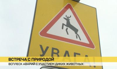 ДТП с дикими животными в Беларуси стало больше: в чем причины и как предотвратить. ДТП с дикими животными в Беларуси стало больше: в чем причины и как предотвратить.